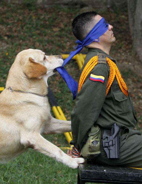 Lucu dan uniknya tingkah anjing peliharaan