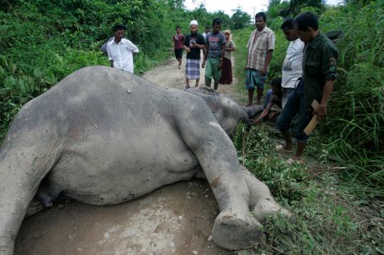 Seekor gajah mati di dekat sebuah perkebunan kelapa sawit di Desa Krue 