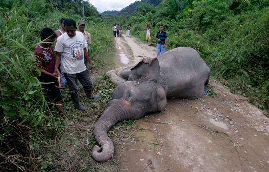Seekor gajah mati di dekat sebuah perkebunan kelapa sawit di Desa Krue 
