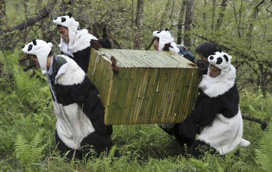 Para peneliti mengenakan kostum panda membawa kandang yang berisi pand 