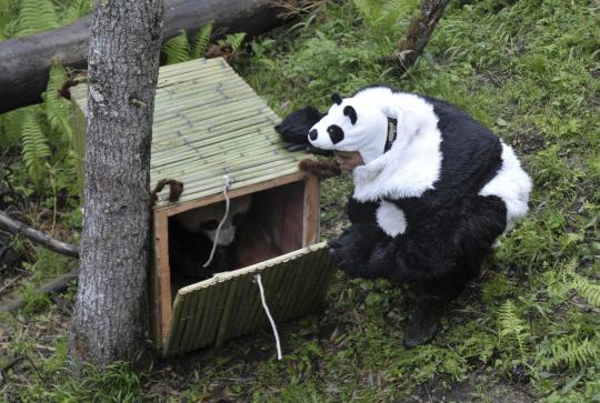 Para peneliti mengenakan kostum panda membawa kandang yang berisi pand 