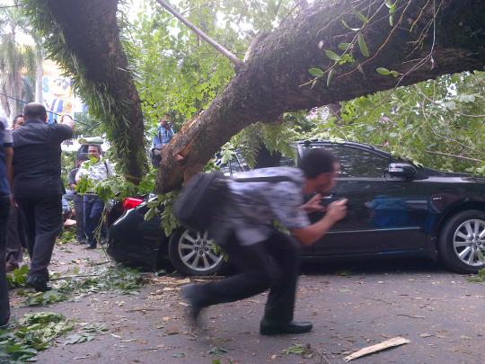 Pohon tumbang timpa mobil mewah di Medan
