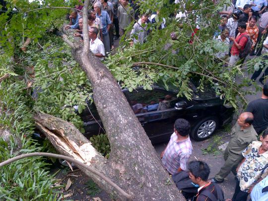 Pohon tumbang timpa mobil mewah di Medan