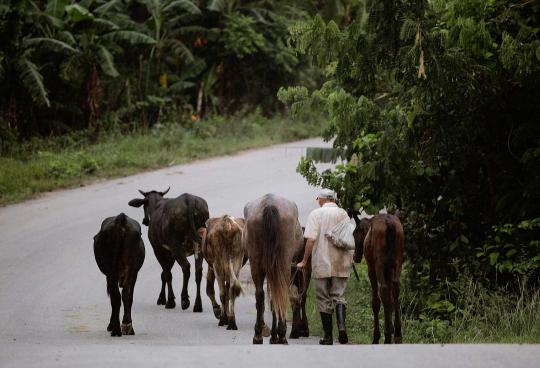 Kakek ini tiap hari jalan 14 Km