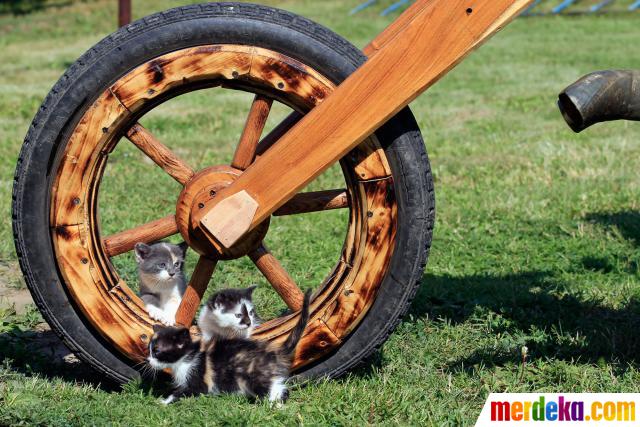  Foto  Sepeda  motor  Chopper terbuat dari  kayu merdeka com