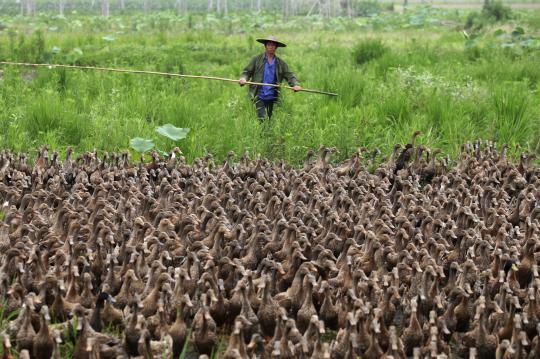 Macet lagi, macet lagi gara-gara si bebek lewat