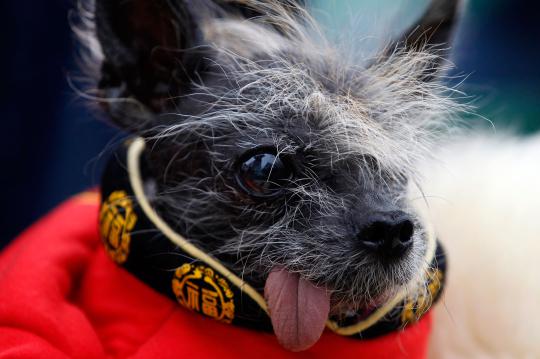 Kontes anjing terjelek di dunia