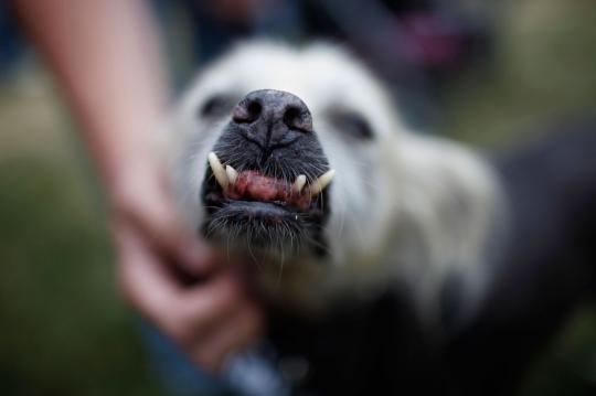 Kontes anjing terjelek di dunia