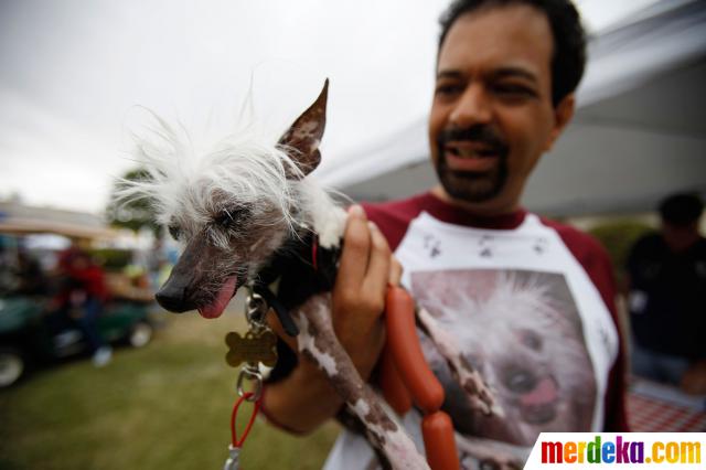 Foto : Kontes anjing terjelek di dunia merdeka.com