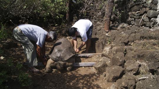 Lonesome George, kura kura raksasa terakhir Galapagos mati