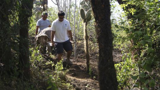 Lonesome George, kura kura raksasa terakhir Galapagos mati