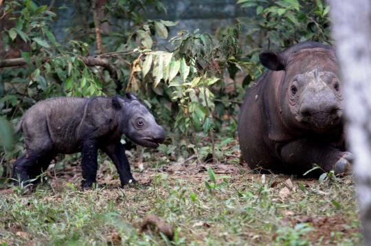 Andatu, anak badak Sumatera telah lahir 