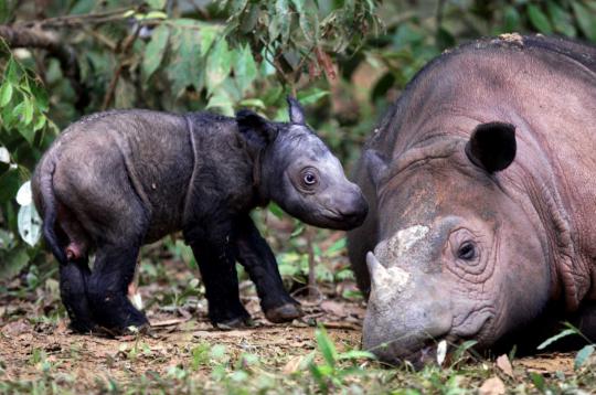 Andatu, anak badak Sumatera telah lahir 