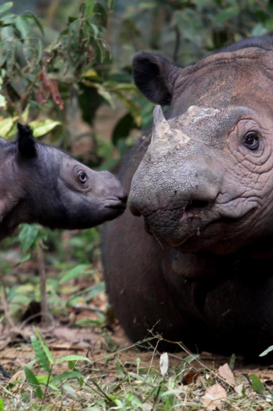 Andatu, anak badak Sumatera telah lahir 