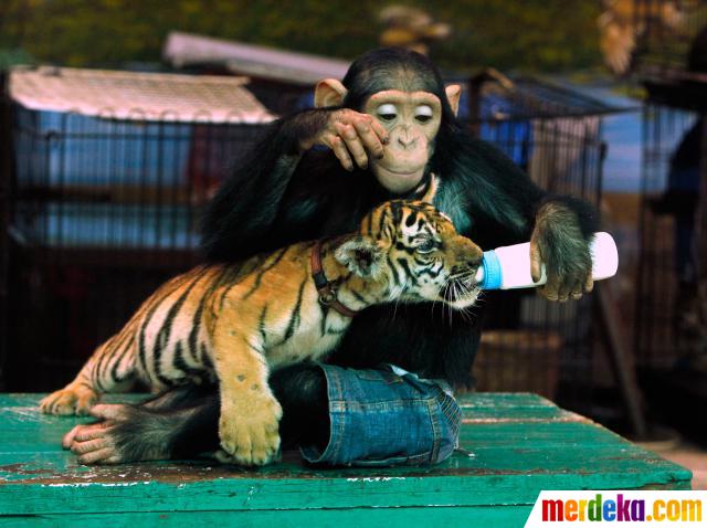 Download 960 Gambar Harimau Dan Monyet  Gratis HD