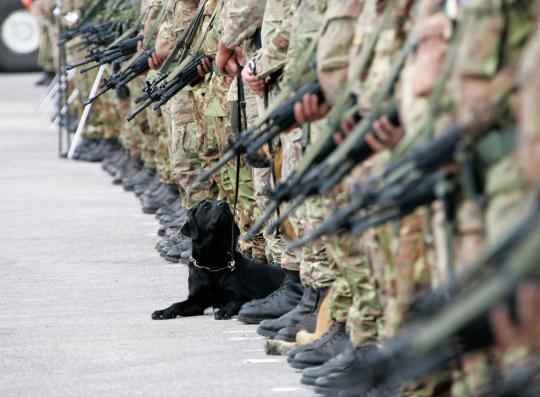 Kesetiaan anjing militer 
