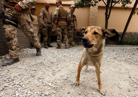 Kesetiaan anjing militer 