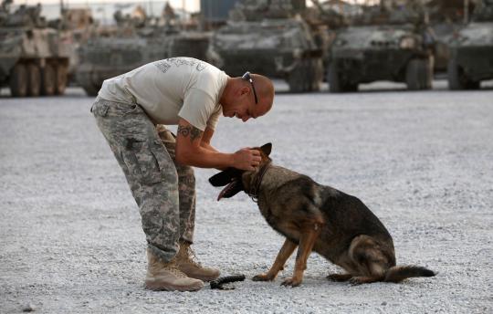 Kesetiaan anjing militer 