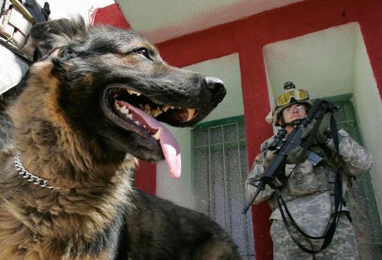 Kesetiaan anjing militer 