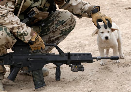 Kesetiaan anjing militer 