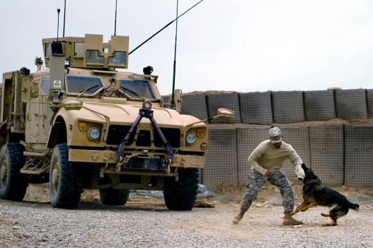 Kesetiaan anjing militer 
