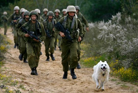 Kesetiaan anjing militer 