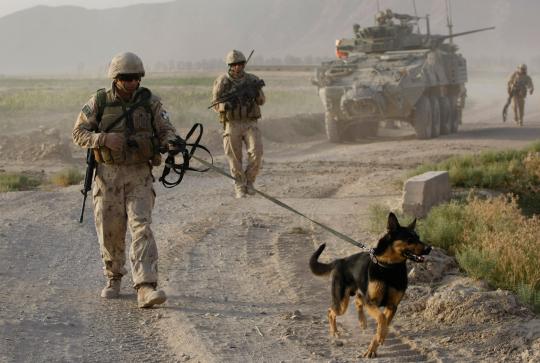 Kesetiaan anjing militer 