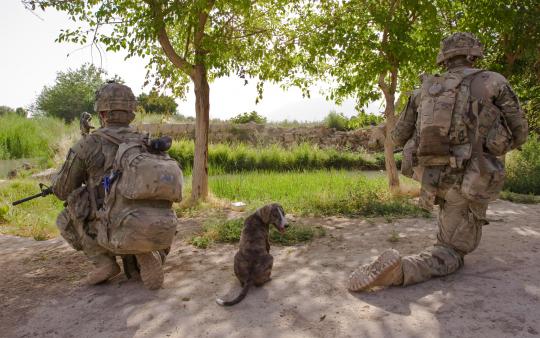 Kesetiaan anjing militer 