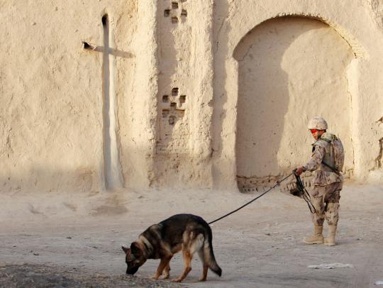 Kesetiaan anjing militer 