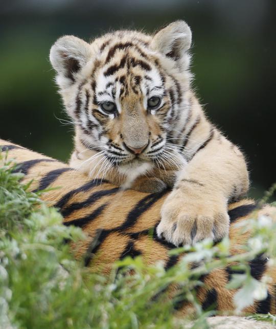 Kasih sayang induk harimau langka kepada dua anak