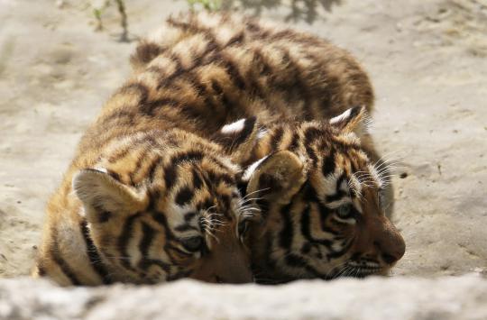 Kasih sayang induk harimau langka kepada dua anak