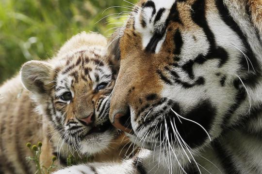 Kasih sayang induk harimau langka kepada dua anak