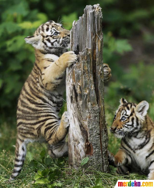 video harimau makan manusia di kebun binatang Foto Kasih sayang induk harimau langka kepada dua anak 