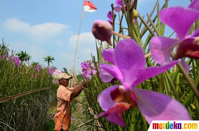 Foto Menengok tanaman Anggrek  di  bulan  Ramadan merdeka com