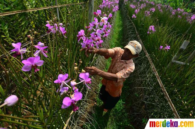 Foto Menengok tanaman Anggrek  di  bulan  Ramadan merdeka com