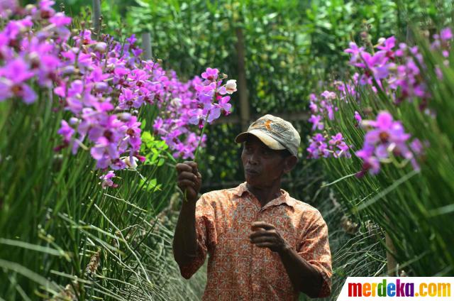 Foto Menengok tanaman Anggrek  di bulan  Ramadan merdeka com