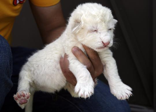 Imutnya bayi singa putih