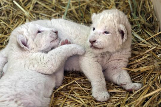 Imutnya bayi singa putih