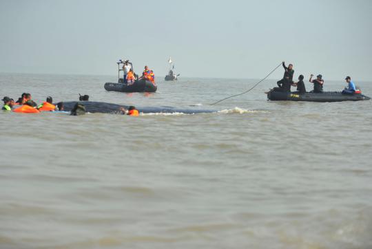 Tim SAR berusaha evakuasi paus yang terdampar