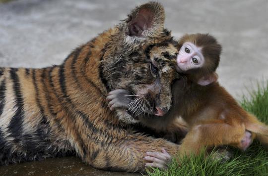Persahabatan anak harimau dan bayi monyet