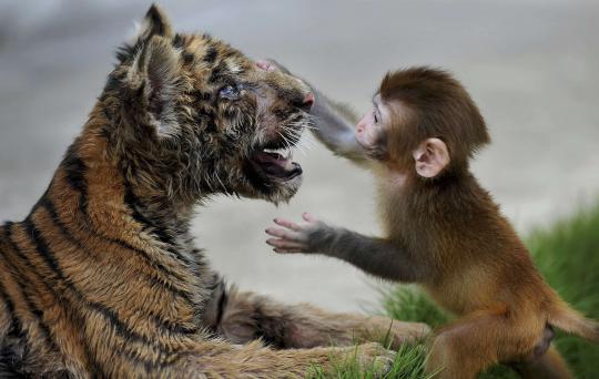 Persahabatan anak harimau dan bayi monyet