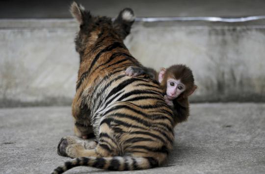 Persahabatan anak harimau dan bayi monyet