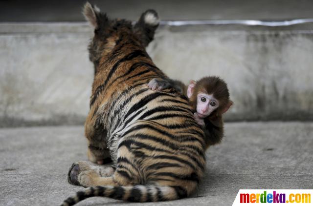 Foto Persahabatan anak harimau dan bayi monyet merdeka com