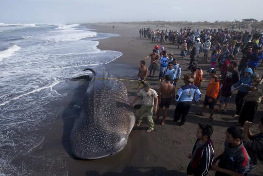 Warga saksikan hiu paus yang terdampar 