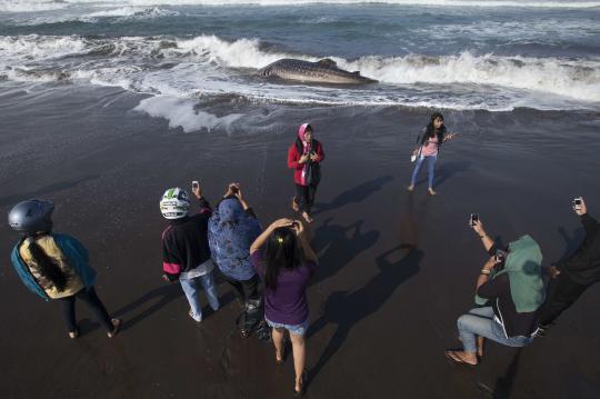 Warga saksikan hiu paus yang terdampar 