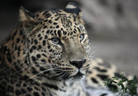 Amur leopard, kucing besar yang terancam punah