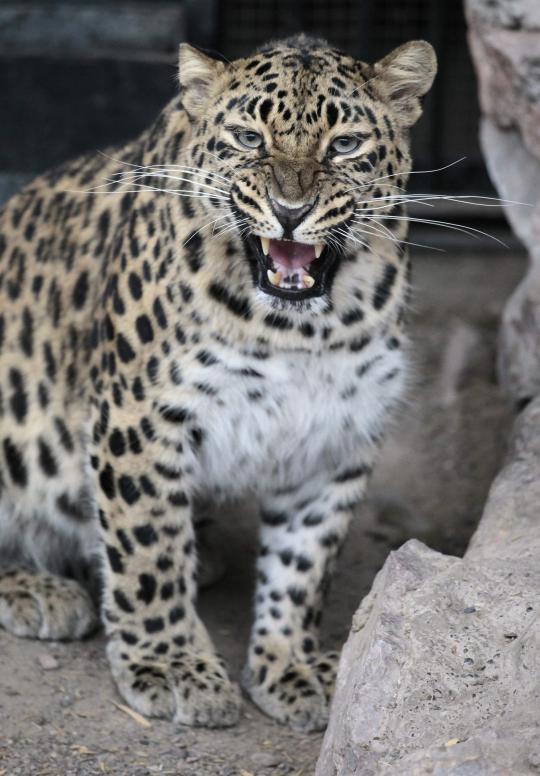 Amur leopard, kucing besar yang terancam punah