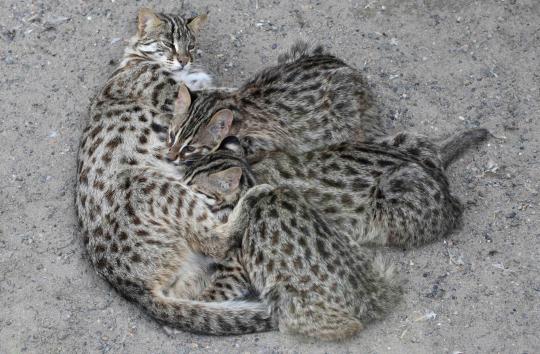 Amur leopard, kucing besar yang terancam punah