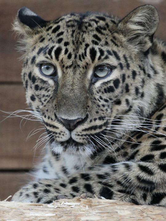 Amur leopard, kucing besar yang terancam punah