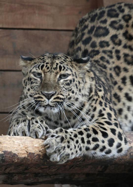 Amur leopard, kucing besar yang terancam punah